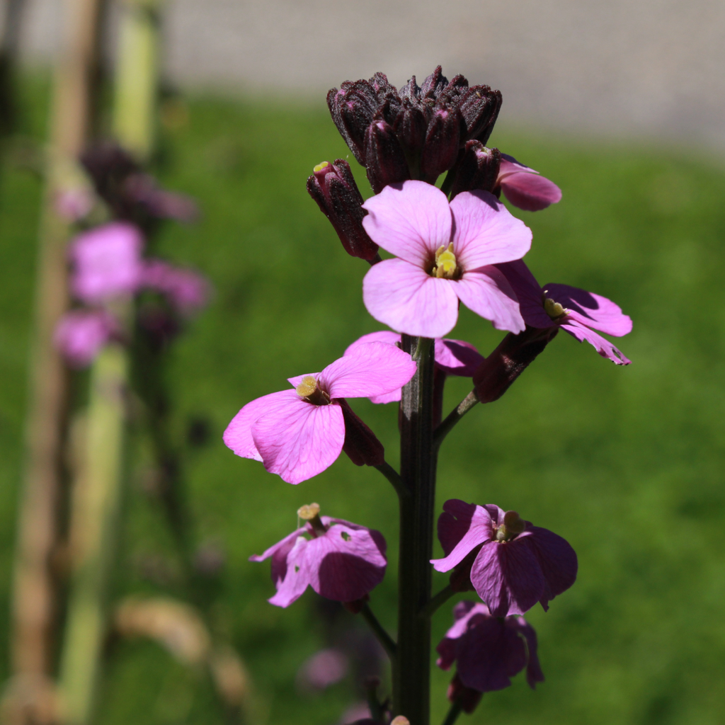 60x Erysimum 'Bowles' Mauve' - ↕10-25cm - Ø9cm