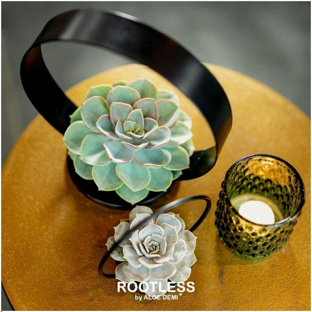 ROOTLESS Echeveria Medium Mix GIY Box