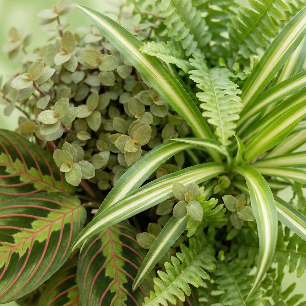 Kamerplant - Chlorophytum - Maranta - Calissia - Nephrolepsis - Mix van 4 - Huisdiervriendelijke Planten - Groen - 4 Planten - Pot 12cm - Hoogte 25cm