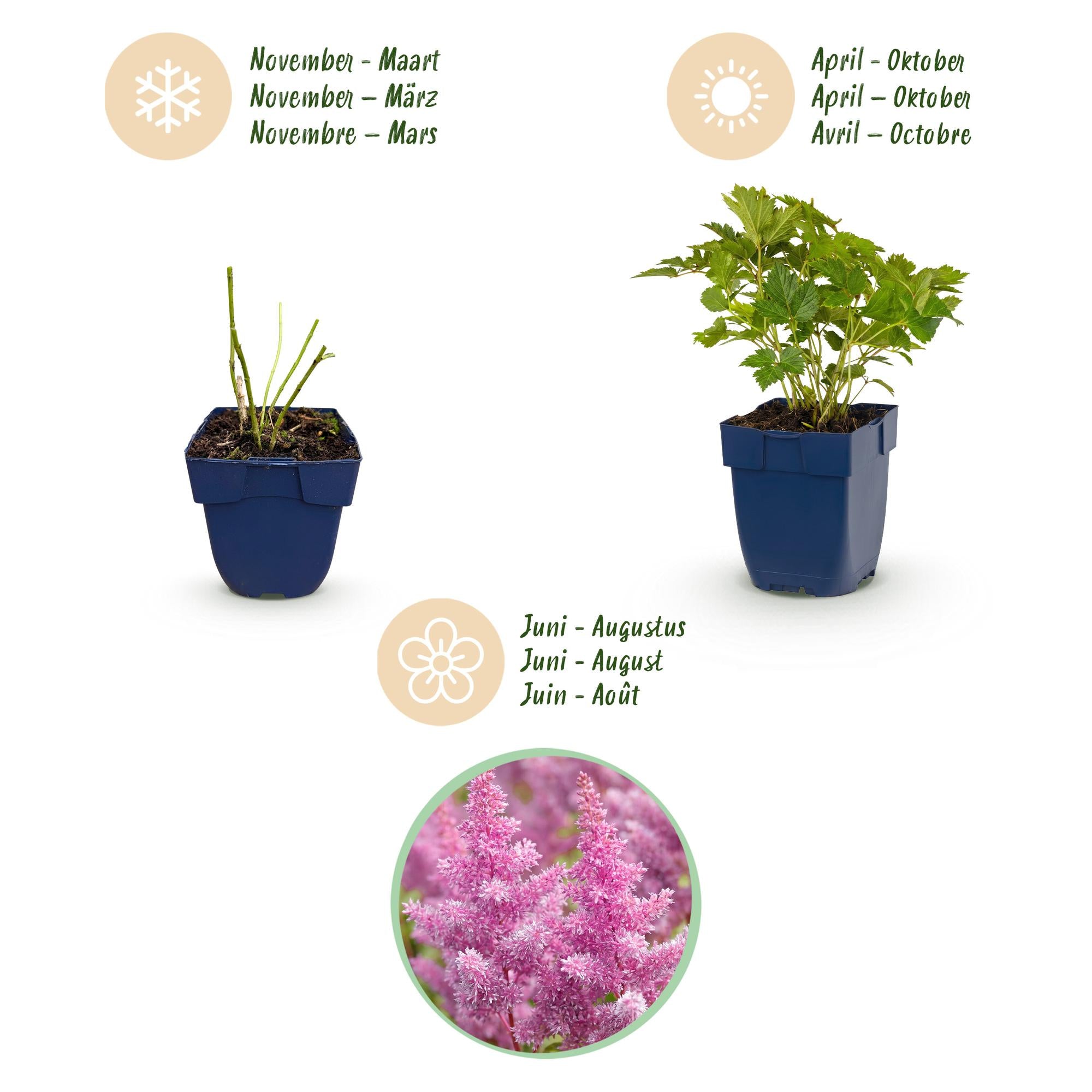 Vasteplant - Astilbe chin. Pumila - Pluimspirea - Schaduw - Paars - 12 Planten - Pot 11cm - Hoogte 15-25cm