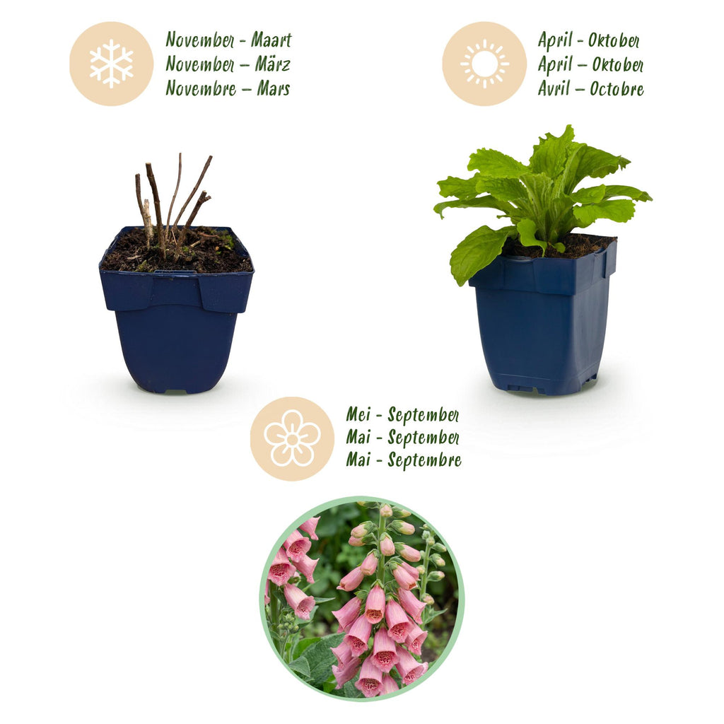 Vasteplant - Digitalis mertonensis - Vingerhoedskruid - Schaduw - Roze - 6 Planten - Pot 11cm - Hoogte 15-25cm