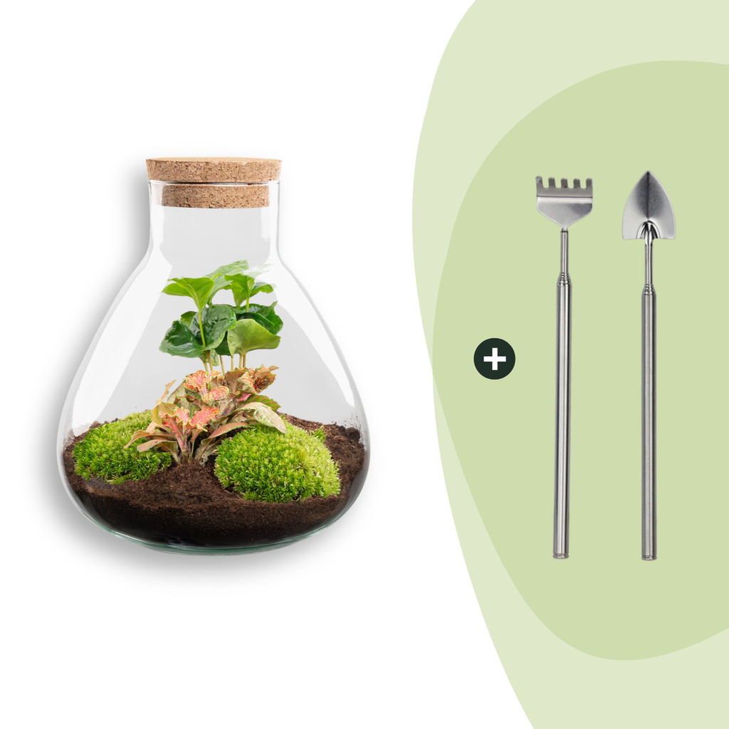 DIY terrarium - Sammie Coffea Red - Ø 22,5 cm ↑ 27 cm - Rake + Shovel