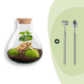 DIY terrarium - Sammie Coffea Red - Ø 22,5 cm ↑ 27 cm - Rake + Shovel