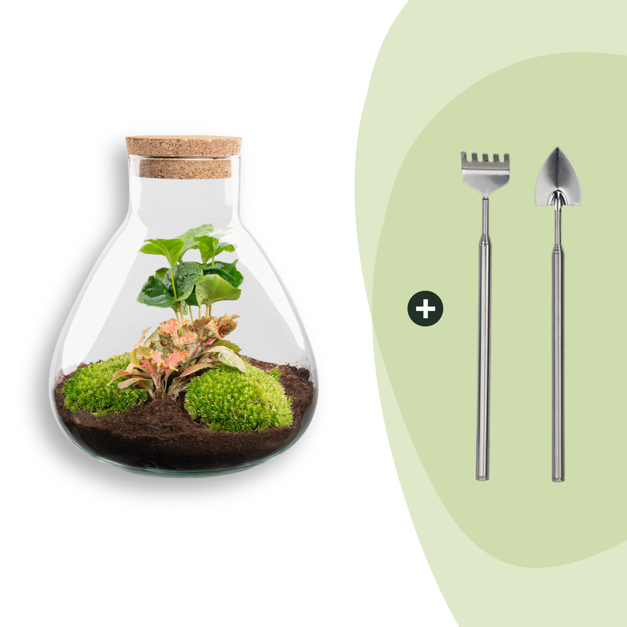 DIY terrarium - Sammie Coffea Red - Ø 22,5 cm ↑ 27 cm - Rake + Shovel