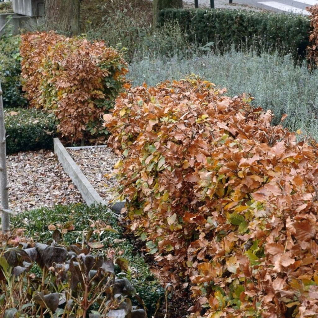 Palletdeal Haagplanten:  50 Fagus sylvatica ↕ 80-100 - Ø 19cm | Mini Pallet