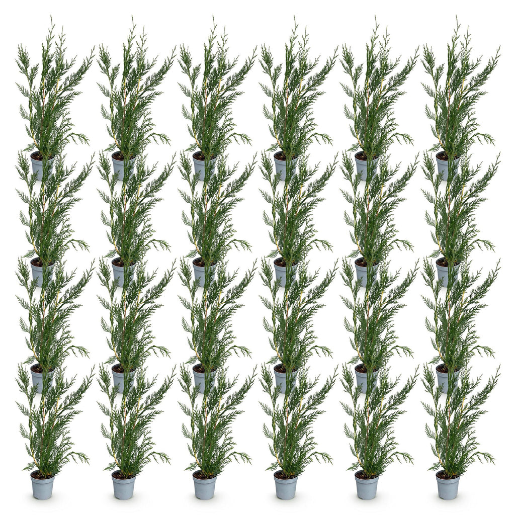 24x Cupressocyparis leylandii 2011 - Leylandii - Haagplanten - Groenblijvend - Groen - Pot 9cm - Hoogte 30-40cm