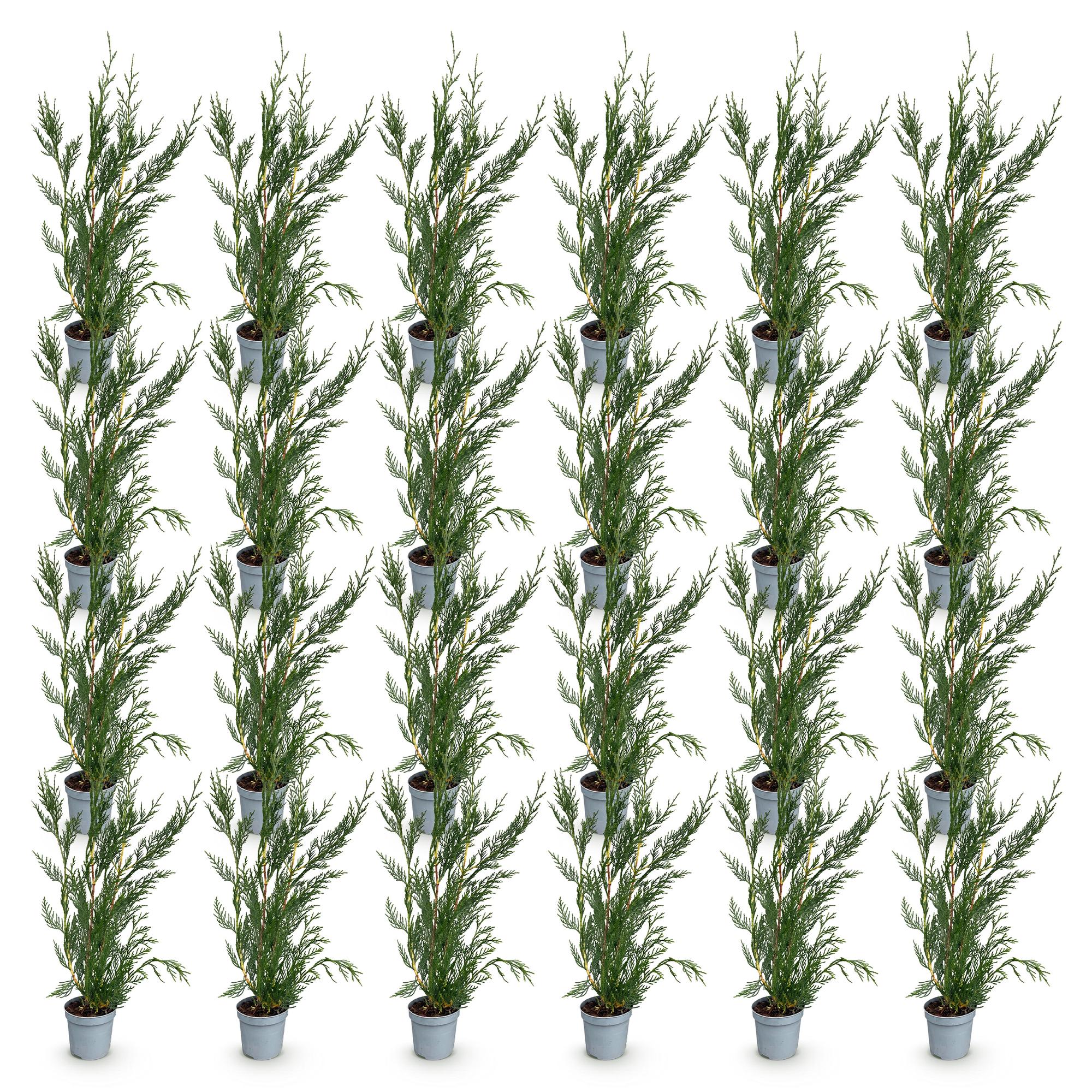 24x Cupressocyparis leylandii 2011 - Leylandii - Haagplanten - Groenblijvend - Groen - Pot 9cm - Hoogte 30-40cm