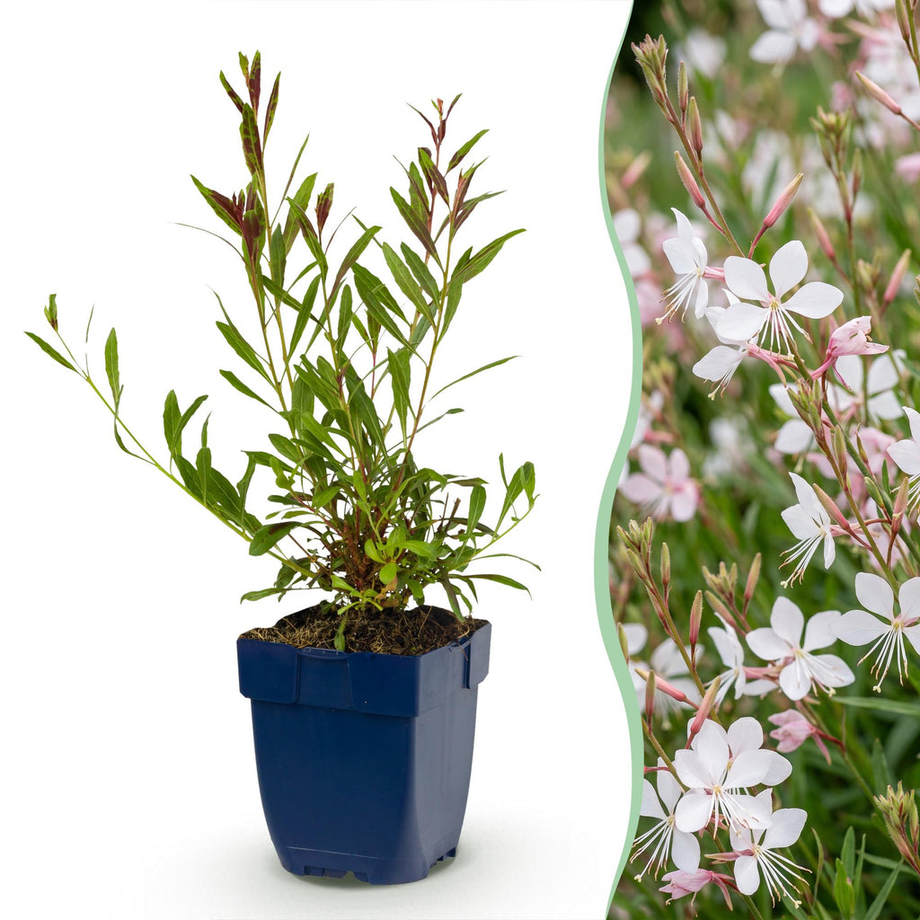 Vasteplant - Gaura lindh. Whirling Butterflies - Prachtkaars - Bijen- en vlinderlokkers - Wit - 1 Plant - Pot 11cm - Hoogte 15-25cm