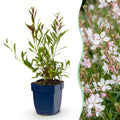 Vasteplant - Gaura lindh. Whirling Butterflies - Prachtkaars - Bijen- en vlinderlokkers - Wit - 1 Plant - Pot 11cm - Hoogte 15-25cm