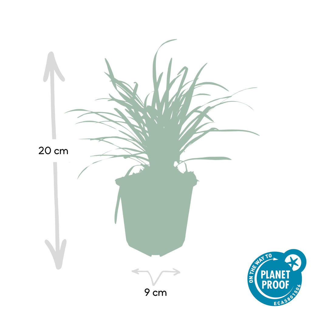 24x Liriope muscari 'Big Blue' - ↕10-25cm - Ø9cm