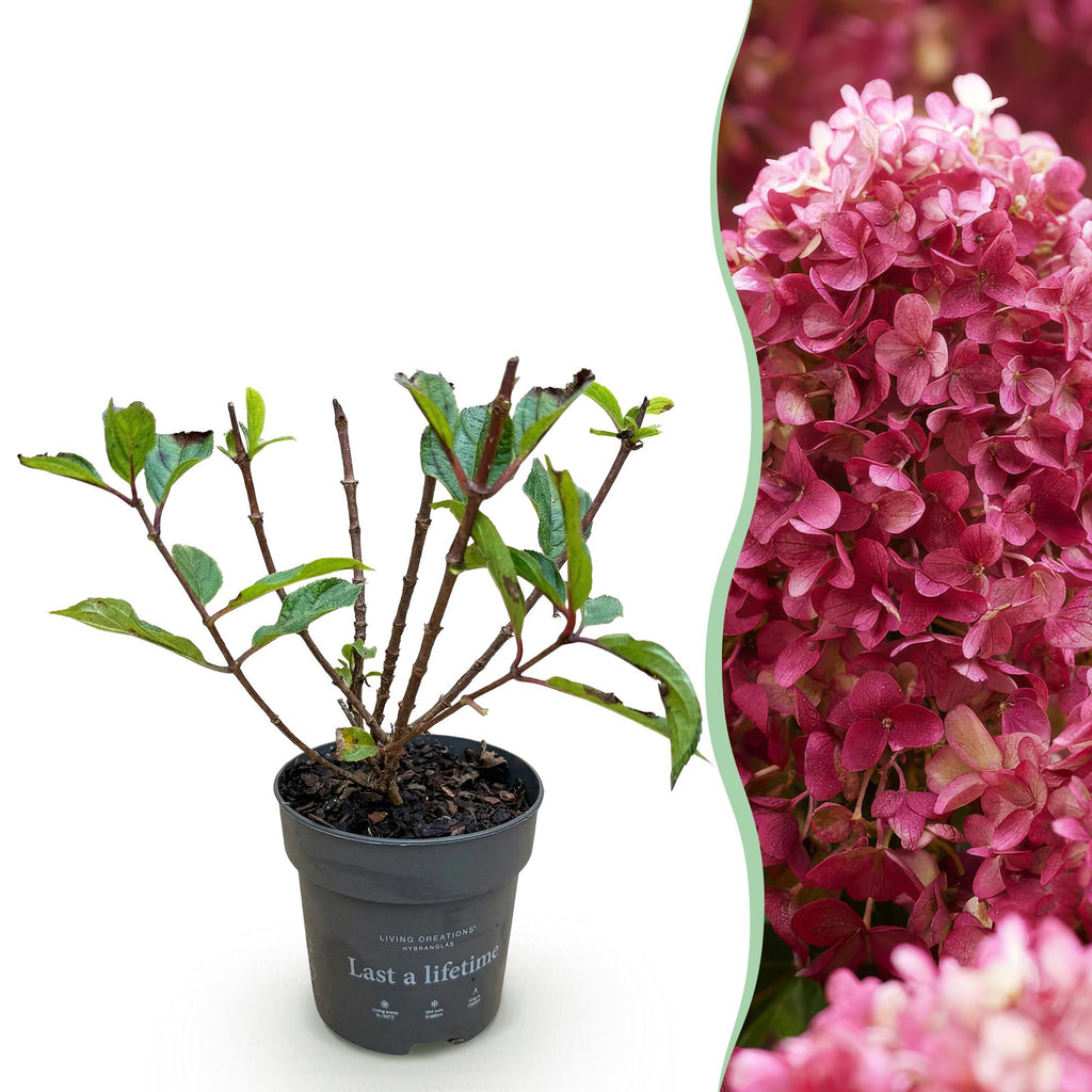 Tuinplant - Hydrangea panniculata Living Little Rosy - Pluimhortensia - Winterhard - Roze - 1 Plant - Pot 12cm - Hoogte Hoogte 20-30cm