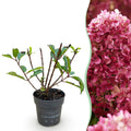 Tuinplant - Hydrangea panniculata Living Little Rosy - Pluimhortensia - Winterhard - Roze - 1 Plant - Pot 12cm - Hoogte Hoogte 20-30cm