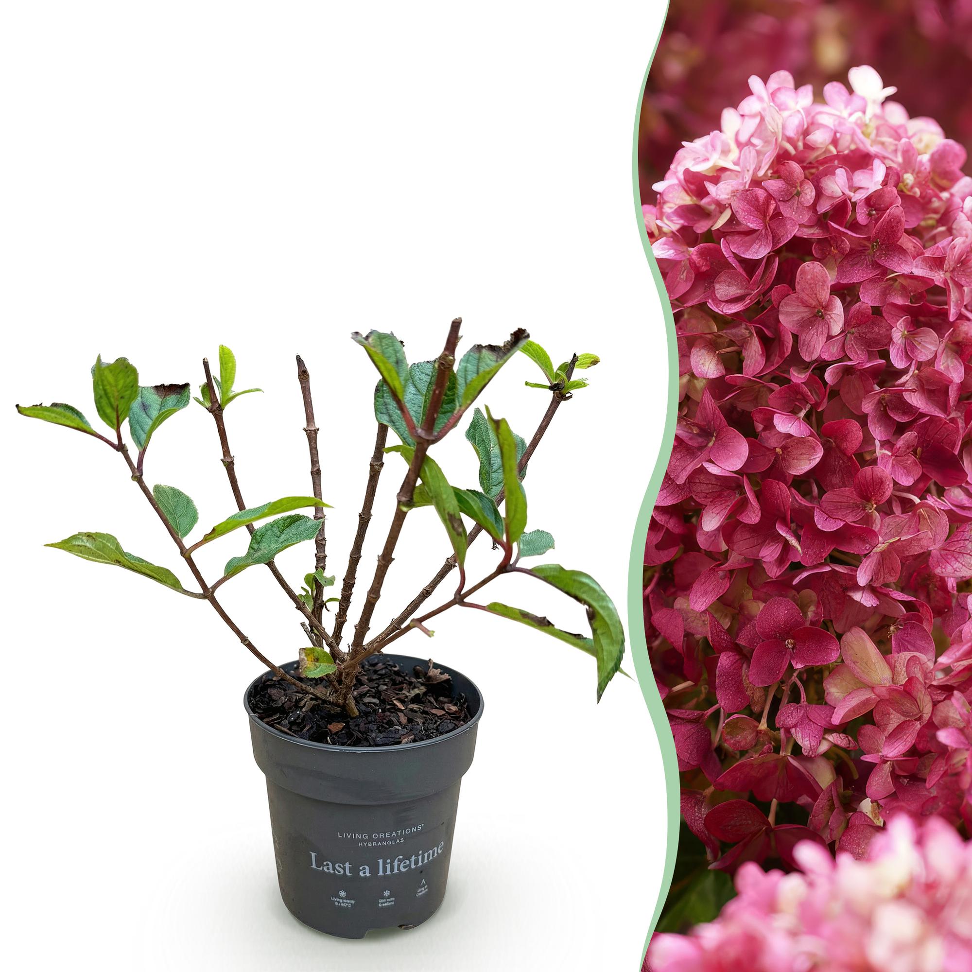 Tuinplant - Hydrangea panniculata Living Little Rosy - Pluimhortensia - Winterhard - Roze - 1 Plant - Pot 12cm - Hoogte Hoogte 20-30cm