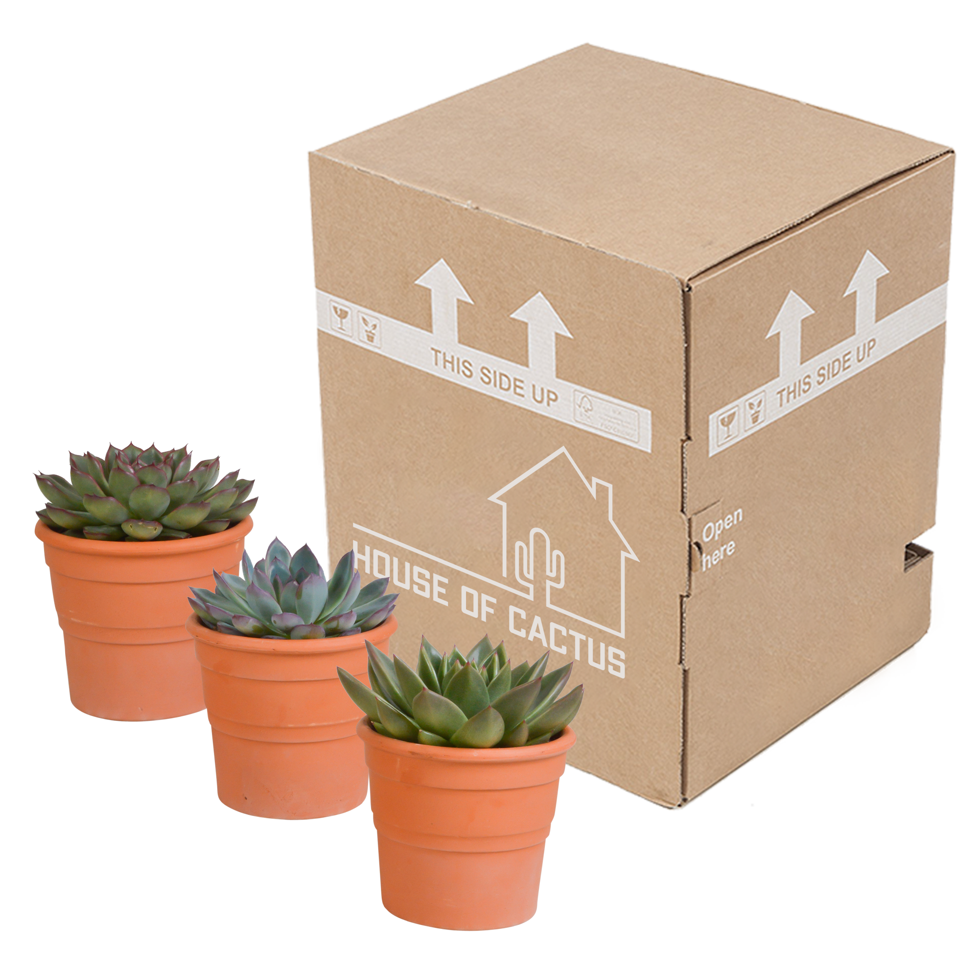 Echeveria mix 10.5 cm - 3x - in terracotta pot