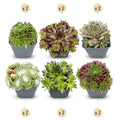 12x - Sempervivum Big Sam - Ø7cm - ↕10-12cm
