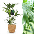 Kamerplant - Howea Forsteriana - Kentia Palm - Weinig Onderhoud - Groen - 1 Plant - met Mand - Pot 19cm - Hoogte 80-85cm