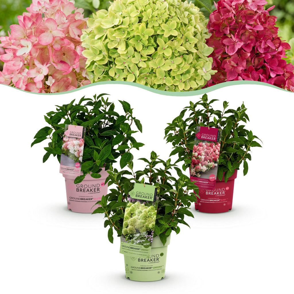 Tuinplant - Hydrangea panniculata Groundbreaker Blush -Greeny - Ruby - Pluimhortensia - Compact - Roze-Groen-Rood - 3 Planten - Pot 14cm - Hoogte 20-25cm