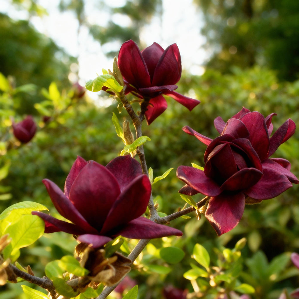 Tuinplant - Magnolia Genie - Bloem Paars - 3 Planten - Bladverliezend - Weinig Onderhoud - Pot 12cm Hoogte 30cm