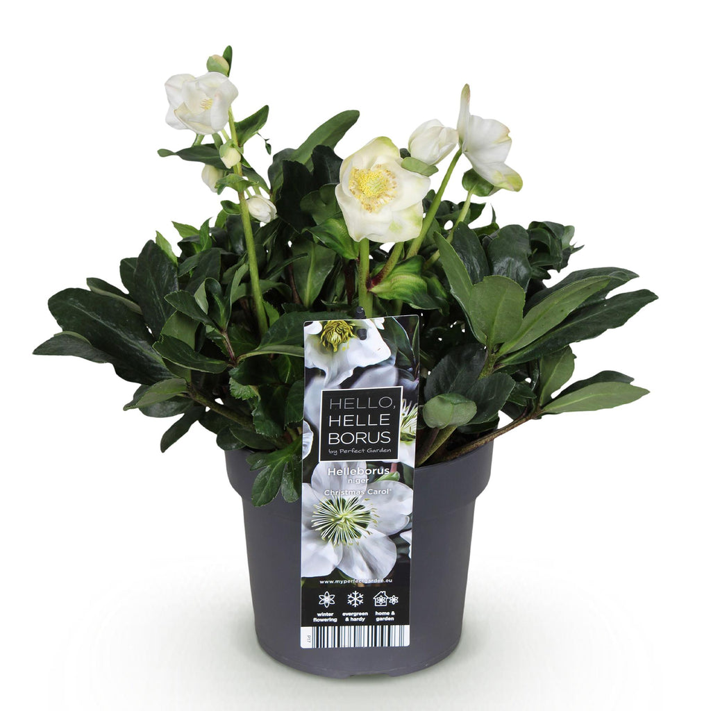 Tuinplant - Kerstroos - Helleborus Christmas Carol  - Witte Bloem -1 Plant - Groenblijvend - Pot 17cm Hoogte 35cm