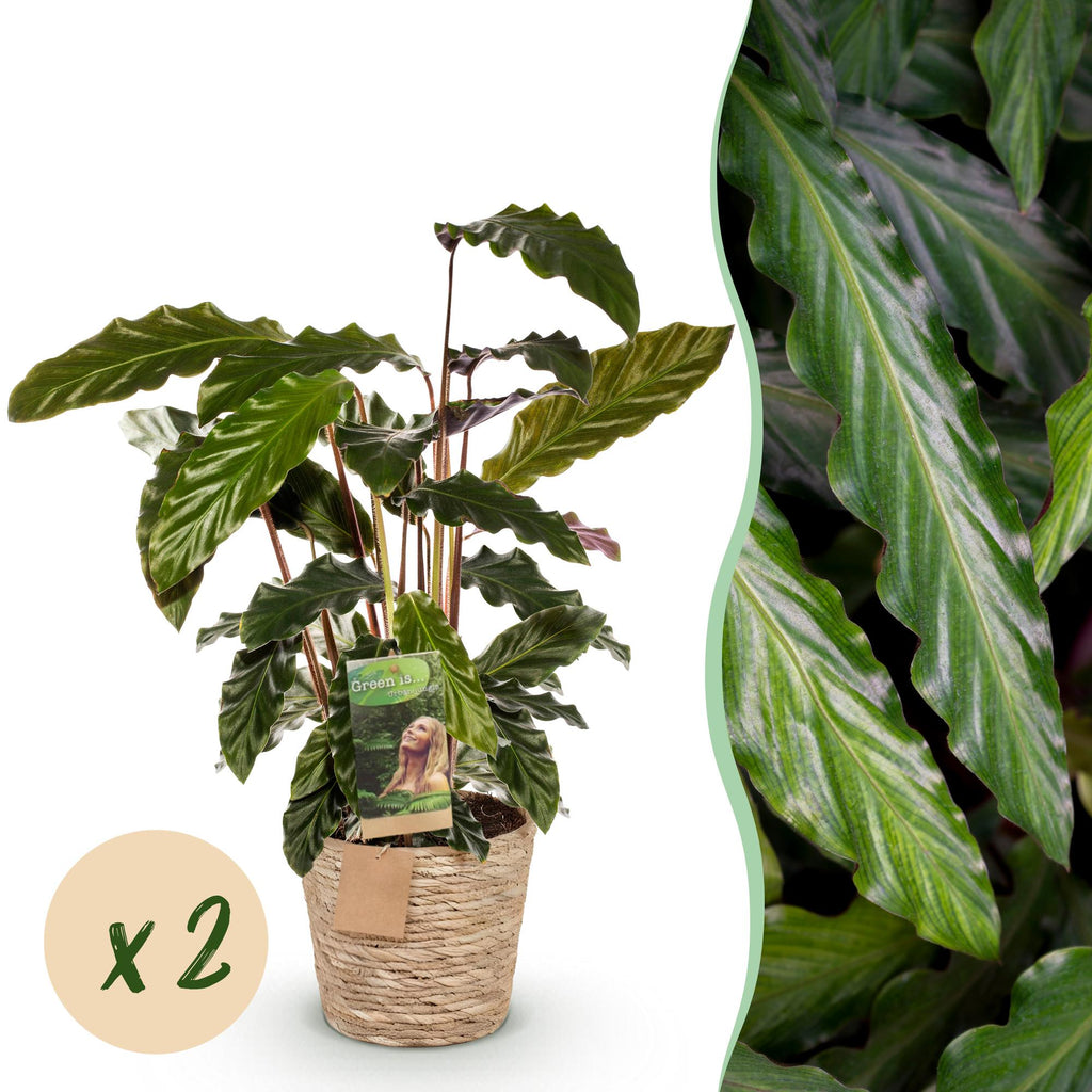 Green is... Kamerplanten - Calathea Rufibarba - Pauwen plant - Weinig onderhoud - met mand - Groen - 2 Planten - Pot 17cm - Hoogte 55-60cm