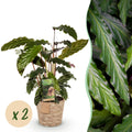 Green is... Kamerplanten - Calathea Rufibarba - Pauwen plant - Weinig onderhoud - met mand - Groen - 2 Planten - Pot 17cm - Hoogte 55-60cm