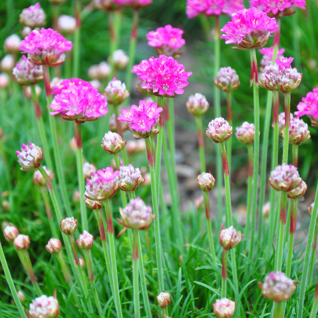 48x Armeria m. 'Splendens' - ↕10-25cm - Ø9cm
