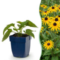 Vasteplant - Rudbeckia fulg. Goldsturm - Gele zonnehoed - Bijen- en vlinderlokkers - Geel - 1 Plant - Pot 11cm - Hoogte 15-25cm