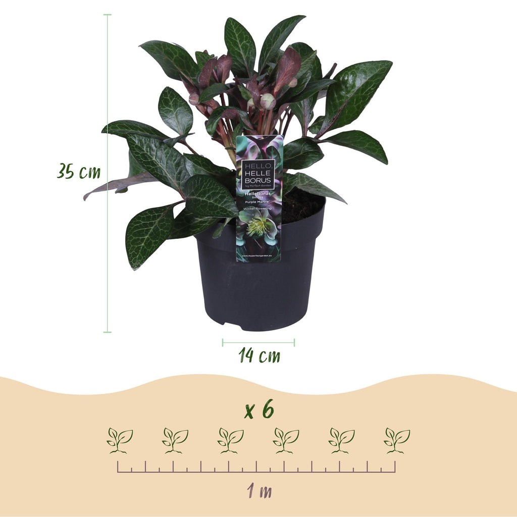 Tuinplant - Lenten Rose - Helleborus lividus Purple Marble - Paarse Bloem -1 Plant - Groenblijvend - Pot 14cm Hoogte 35cm