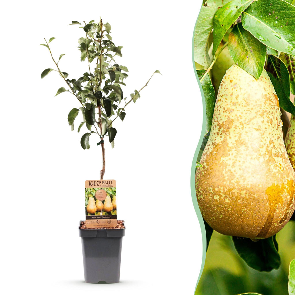 Fruitboom - Pyrus communis Conference - Perenboom - Winterhard - Groene Peer - 1 Plant - Pot 21cm - Hoogte 90cm