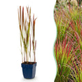 Grassen - Imperata cylindrica Red Baron - Japans bloedgras - Rode uitlopers - Rood - 24 Planten - Pot 11cm - Hoogte 15-25cm