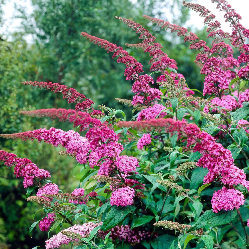 Tuinplant - Buddleja davidii Pink Delight - Vlinderstruik - Winterhard - Roze - 1 Plant - Pot 17cm - Hoogte 45cm