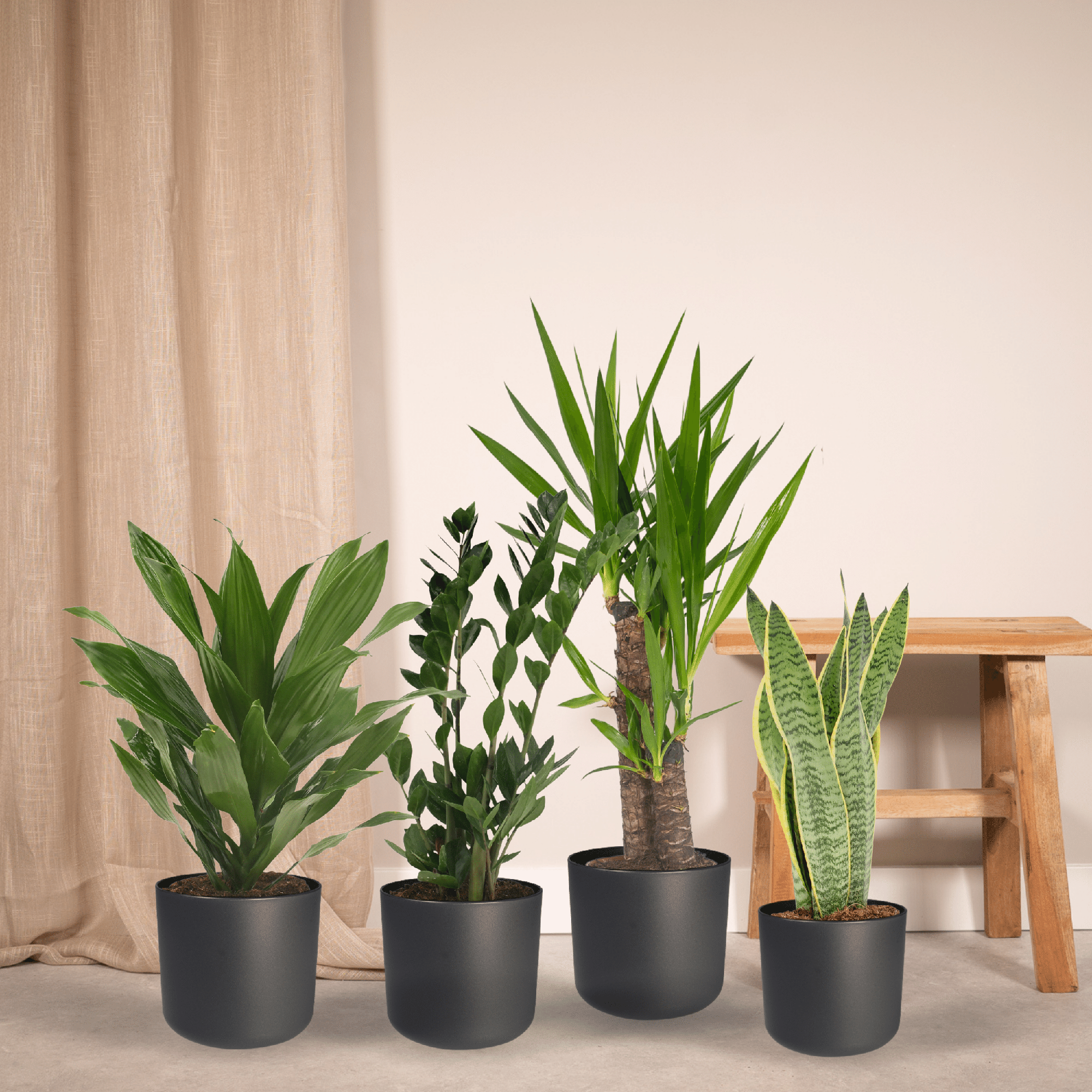 Makkelijke plantenbox - 4 kamerplanten - Diverse hoogtes - Ø14-Ø17