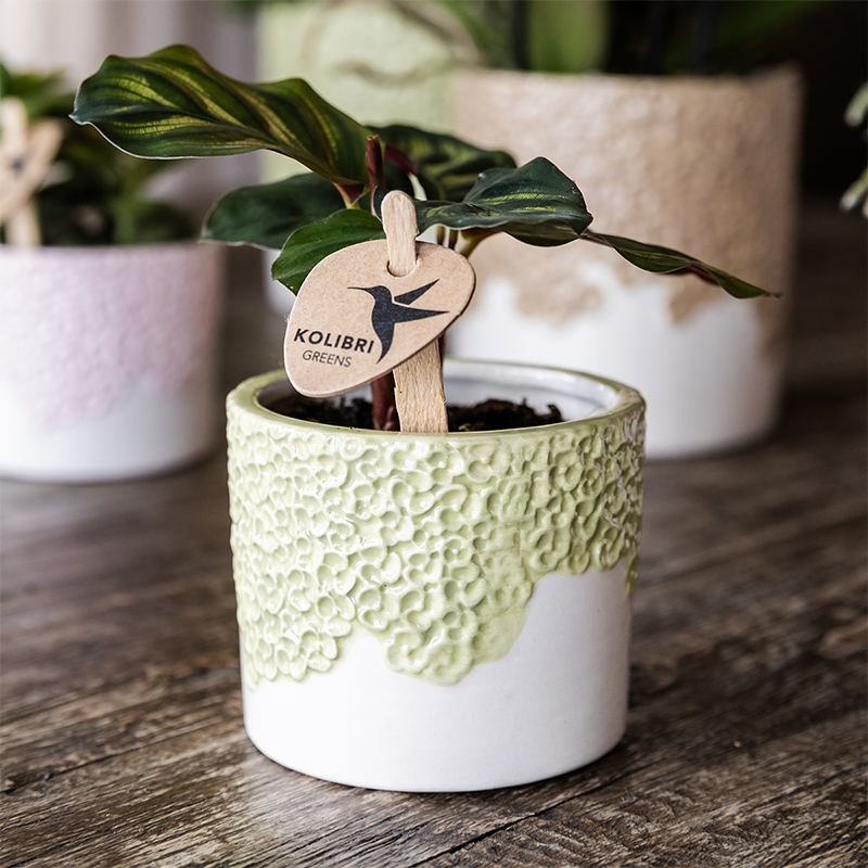 Kolibri Home | Bloom sierpot - Green - Ø6cm