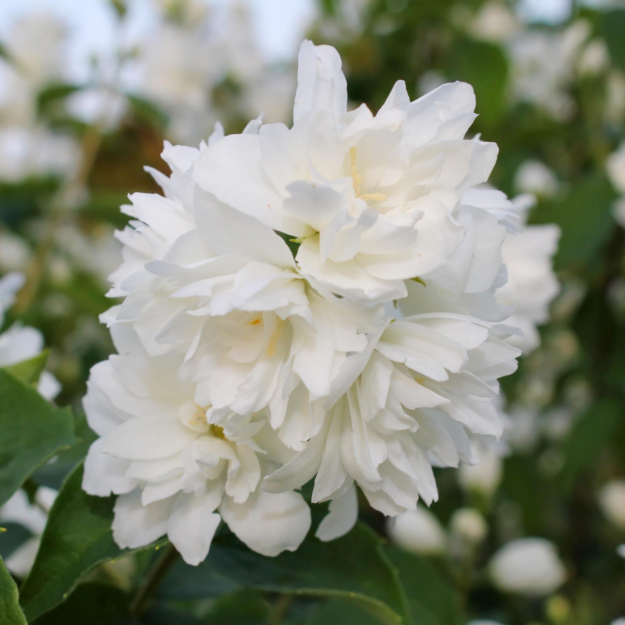 Boerenjasmijn -   Philadelphus Snowbelle - Bloem Wit - 1 Plant - Bladverliezend - Weinig Onderhoud - Pot 17cm Hoogte 45cm