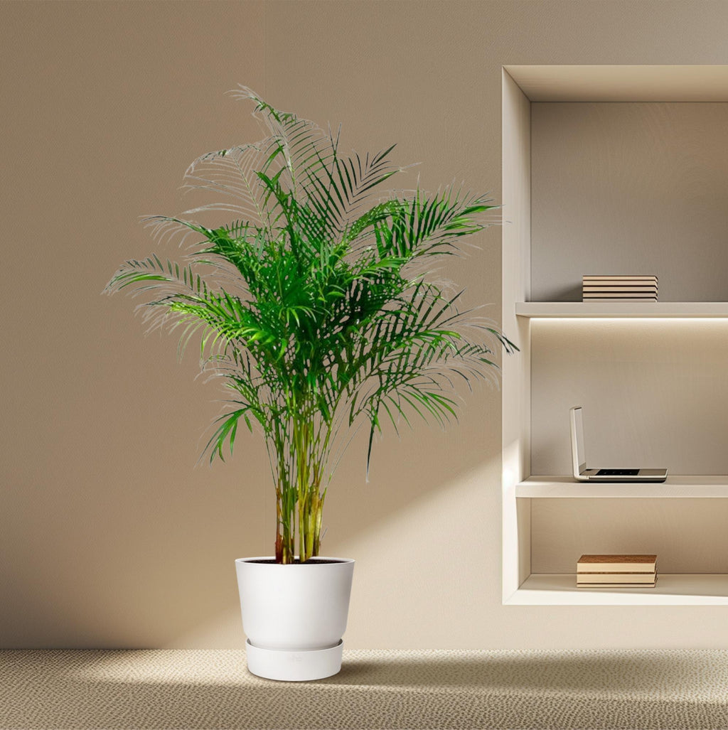 Dypsis Lutescens (Areca Palm) - 160 cm - ø27