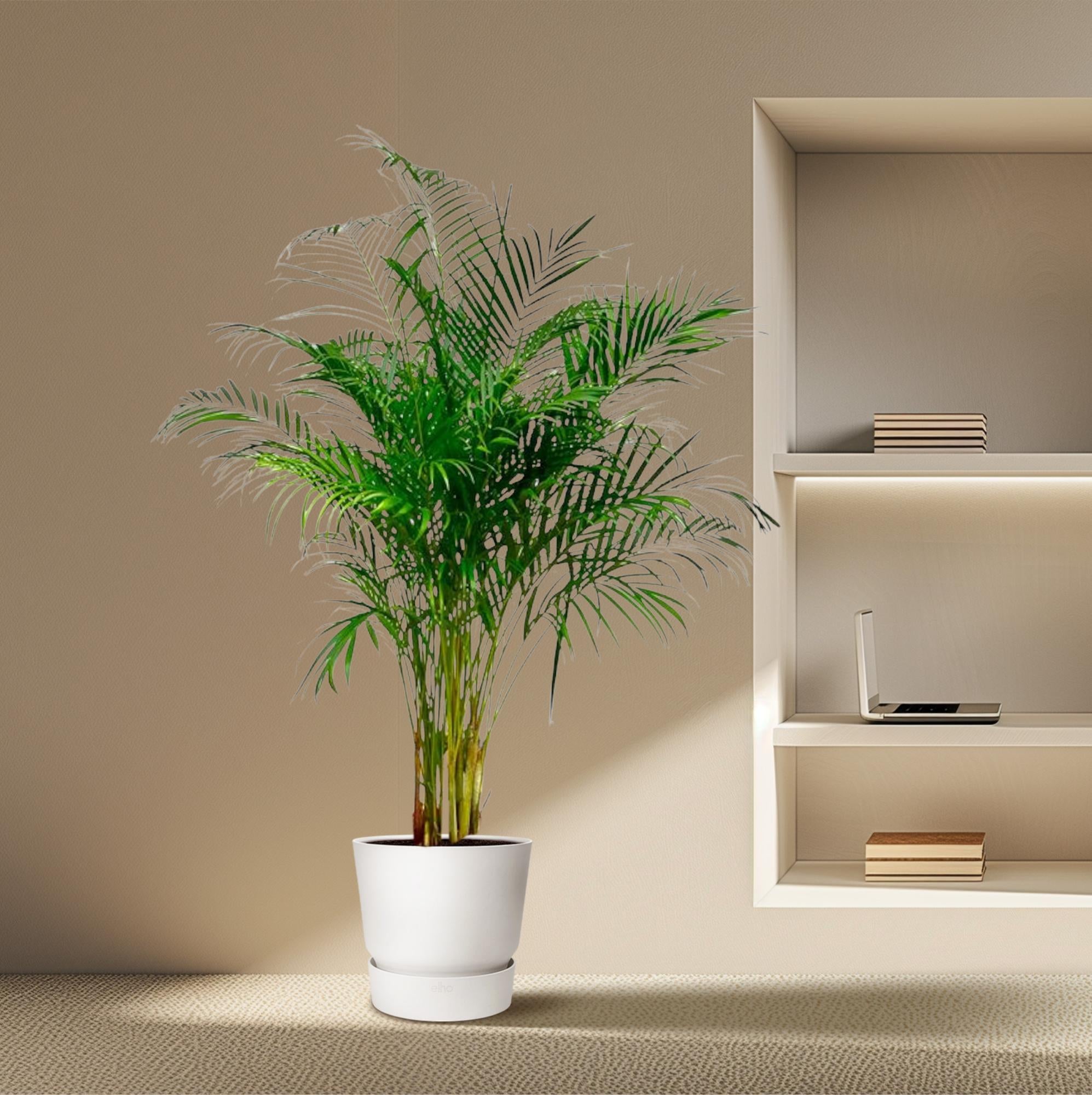Dypsis Lutescens (Areca Palm) - 160 cm - ø27