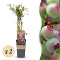 Fruitplant - Vaccinium cor. Pink Lemonade - Roze Bosbes - Winterhard - Roze Bes - 2 Planten - Pot 15cm - Hoogte 50cm