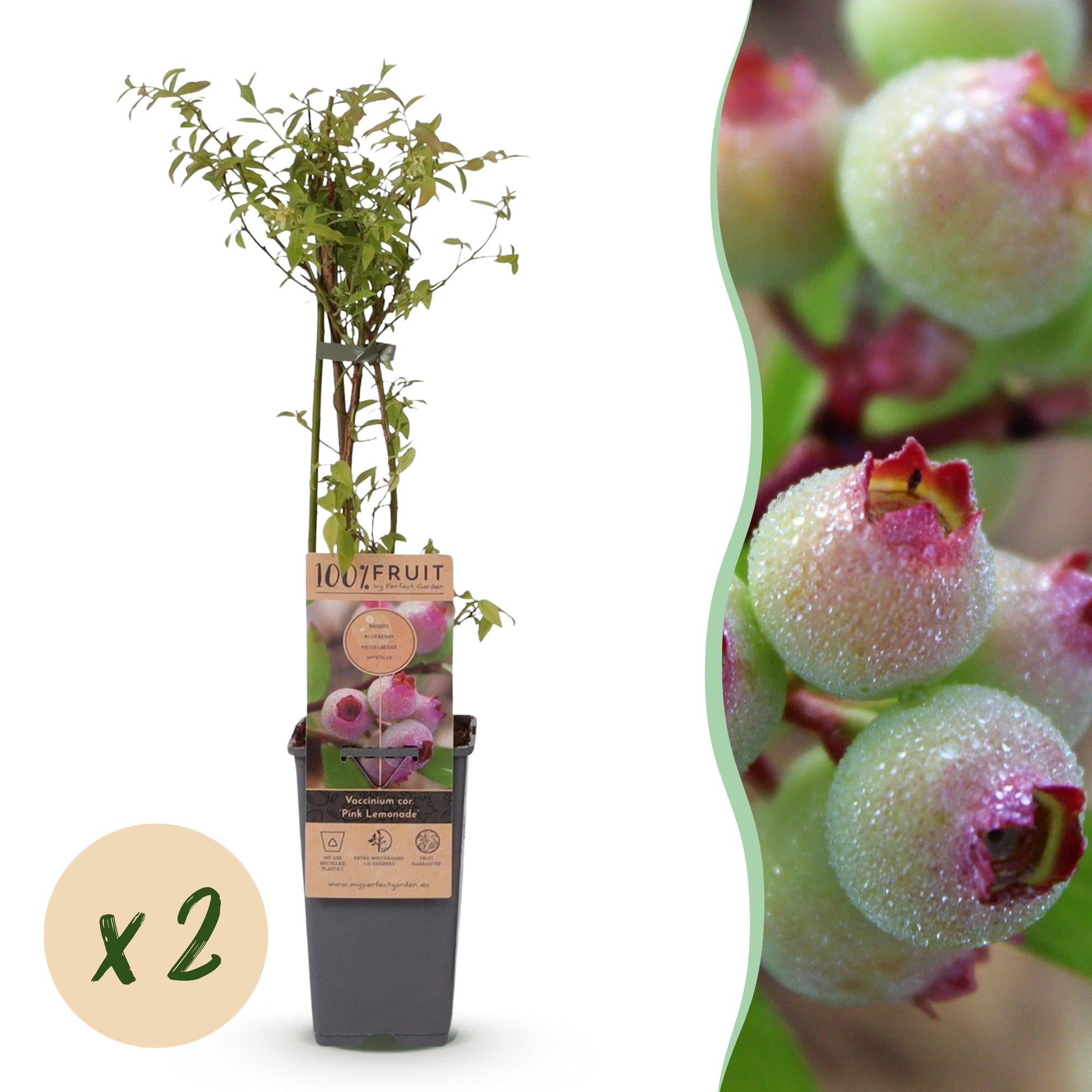 Fruitplant - Vaccinium cor. Pink Lemonade - Roze Bosbes - Winterhard - Roze Bes - 2 Planten - Pot 15cm - Hoogte 50cm