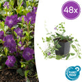 48x Vinca minor 'Atropurpurea', - ↕10-25cm - Ø9cm