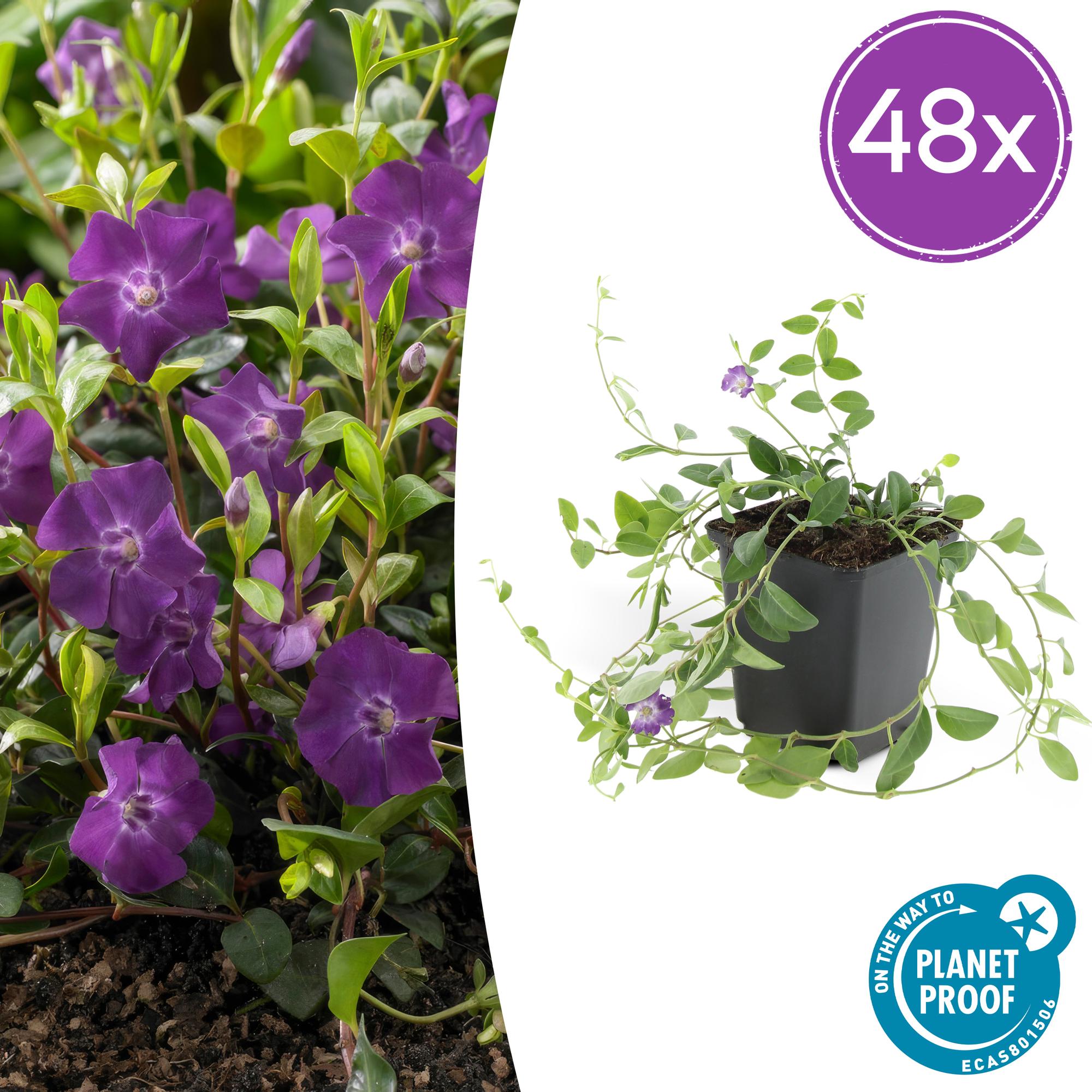 48x Vinca minor 'Atropurpurea', - ↕10-25cm - Ø9cm