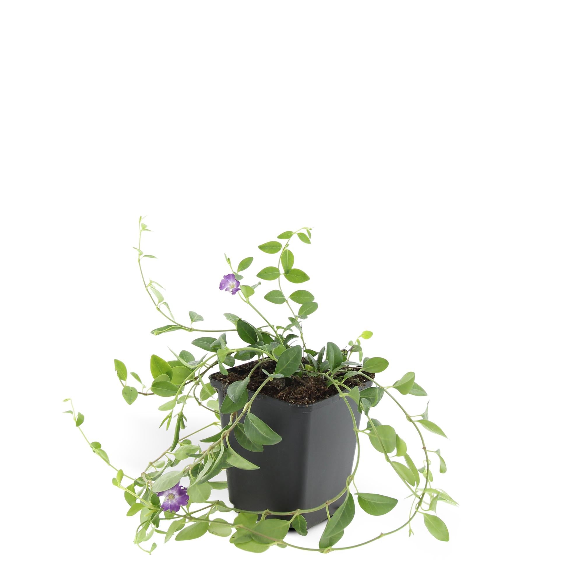 24x Vinca minor 'Atropurpurea', - ↕10-25cm - Ø9cm