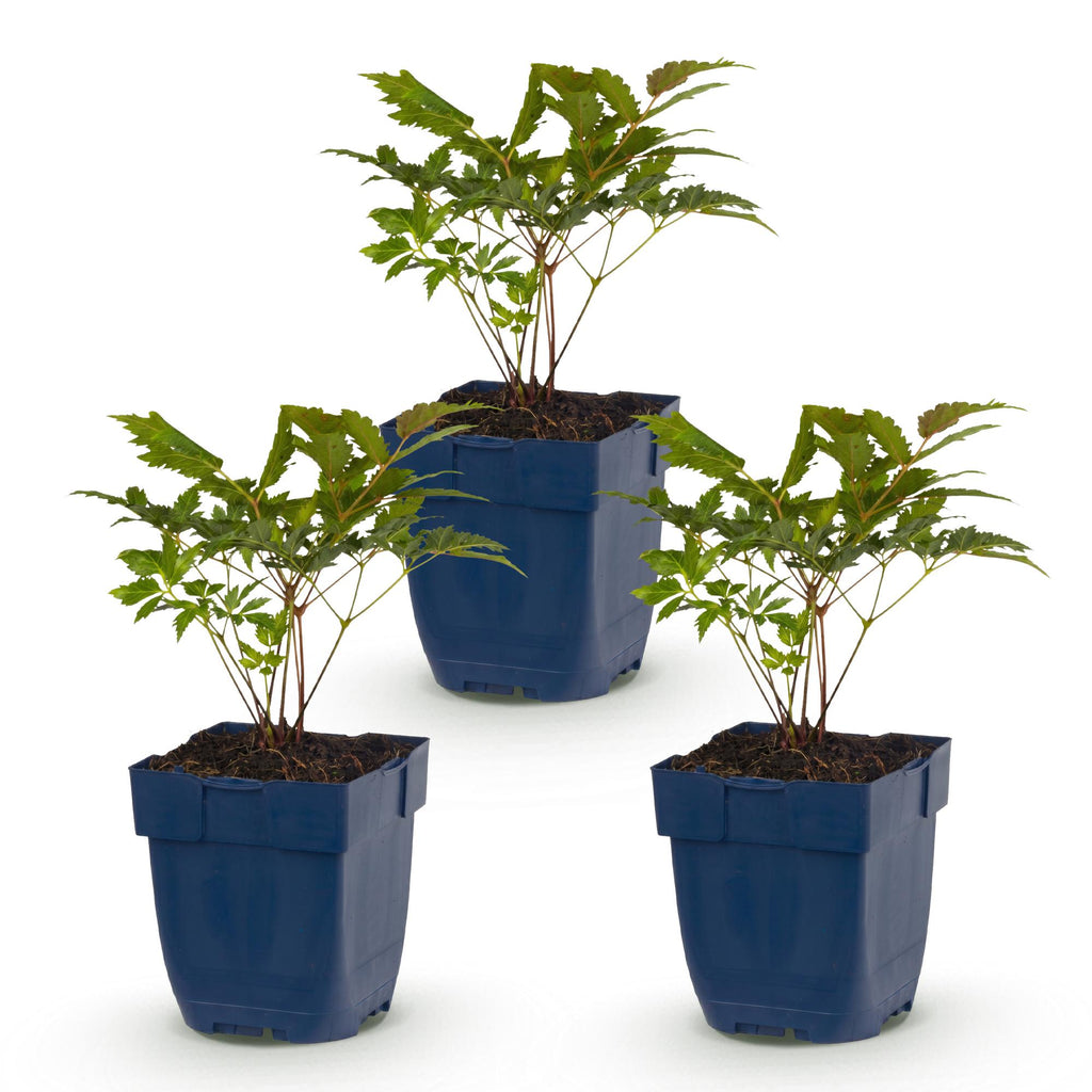 Vasteplant - Astilbe (A) Fanal - Pluimspirea - Schaduw - Rood - 3 Planten - Pot 11cm - Hoogte 15-25cm