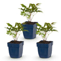 Vasteplant - Astilbe (A) Fanal - Pluimspirea - Schaduw - Rood - 3 Planten - Pot 11cm - Hoogte 15-25cm