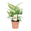 Dieffenbachia Compacta - Ø17cm - ↕45cm