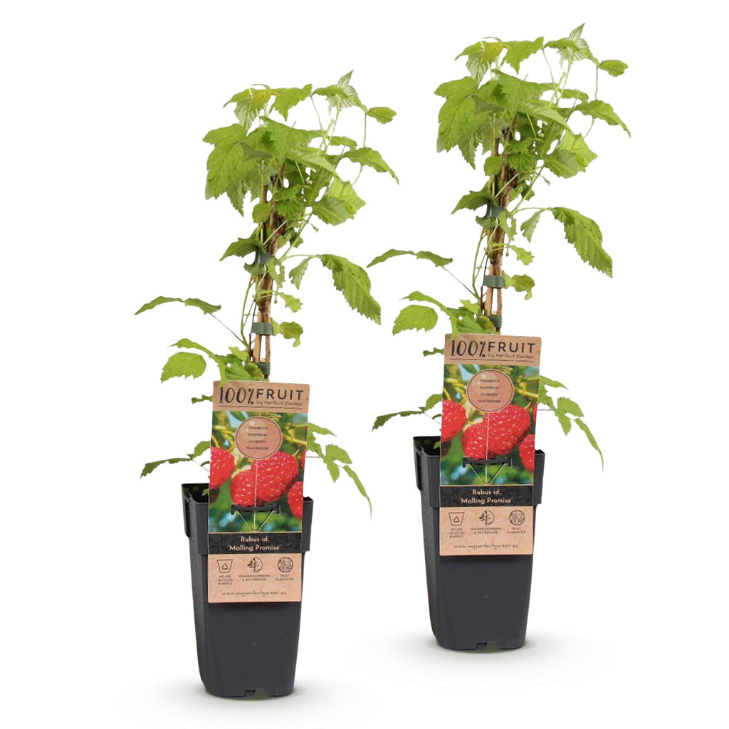 Fruitplant - Rubus idaeus Malling Promise - Frambozenplant - Winterhard - Rode Framboos - 2 Planten - Pot 15cm - Hoogte 50cm