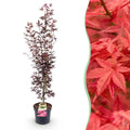 Tuinplant - Acer palmatum Atropurpureum - Japanse Esdoorn - Bladverliezend - Paars - 1 - Pot 26cm - Hoogte 90cm