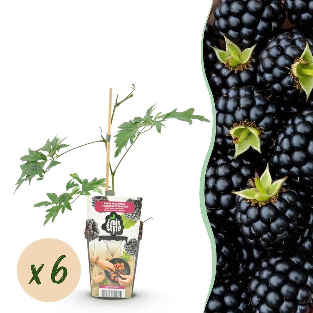 Fruitplanten - Groenblijvende Braam - Rubus Thornless Evergreen - Winterhard - 6 Planten - Pot 9 cm - Zwarte Braam