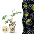Fruitplanten - Groenblijvende Braam - Rubus Thornless Evergreen - Winterhard - 6 Planten - Pot 9 cm - Zwarte Braam