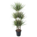 Dracaena Bicolor Carrousel - 150 cm - ø31