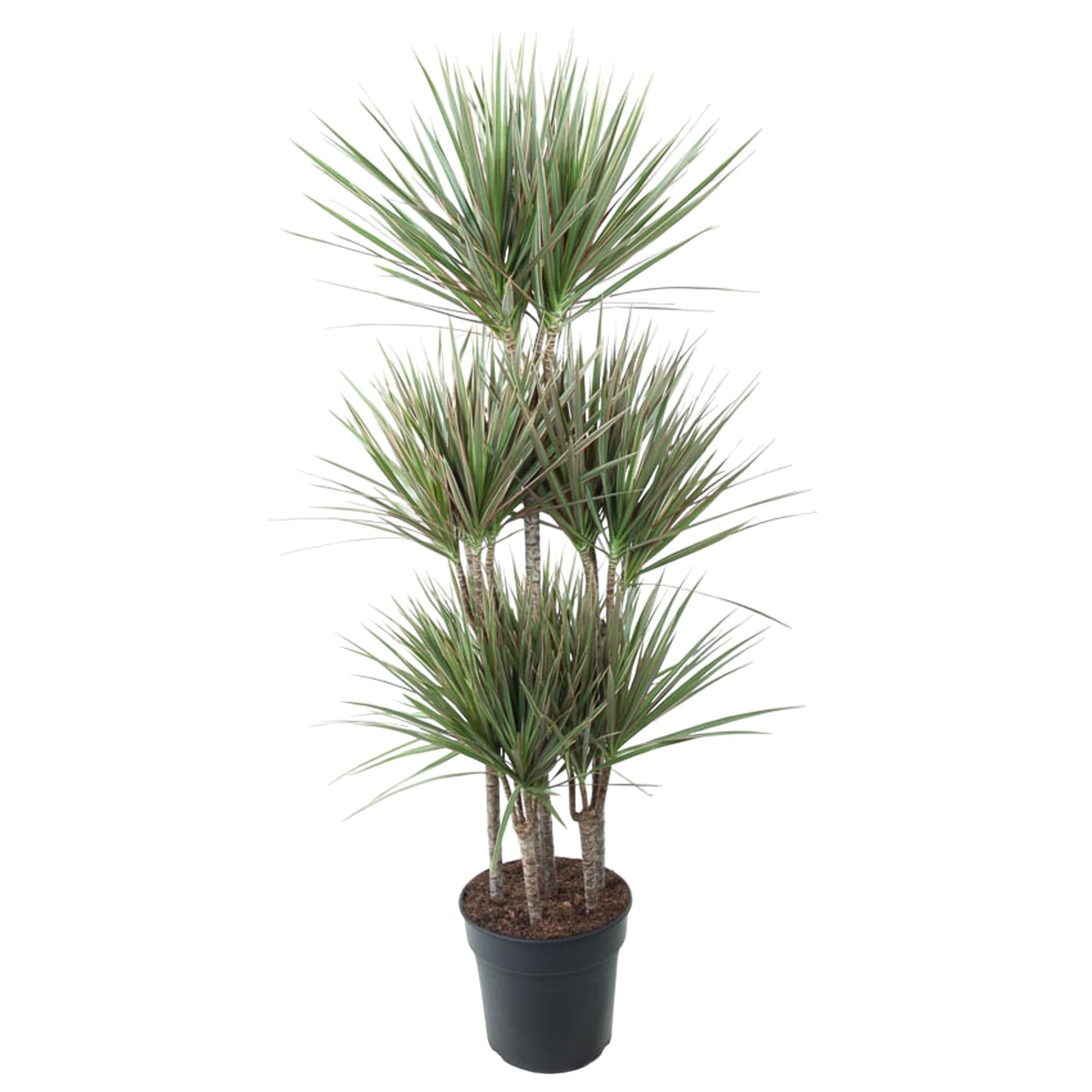 Dracaena Bicolor Carrousel - 150 cm - ø31